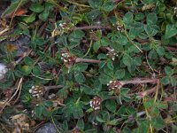 Trifolium scabrum 11, Ruwe klaver, Saxifraga-Ed Stikvoort