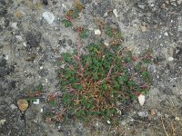 Trifolium scabrum 12, Ruwe klaver, Saxifraga-Ed Stikvoort