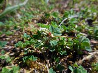 Trifolium scabrum 13, Ruwe klaver, Saxifraga-Ed Stikvoort