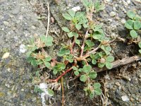 Trifolium scabrum 14, Ruwe klaver, Saxifraga-Rutger Barendse