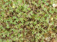 Trifolium scabrum 15, Ruwe klaver, Saxifraga-Rutger Barendse