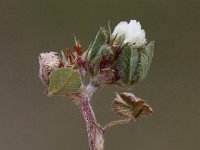 Trifolium scabrum 4, Ruwe klaver, Saxifraga-Peter Meininger