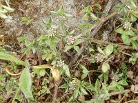Trifolium scabrum 6, Ruwe klaver, Saxifraga-Peter Meininger
