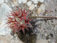 Trifolium stellatum, Starry Clover