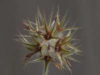 Trifolium stellatum 14, Saxifraga-Willem van Kruijsbergen