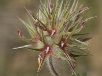 Trifolium stellatum 15, Saxifraga-Jan van der Straaten