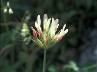 Trifolium stellatum 2, Saxifraga-Jan van der Straaten