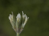Trifolium stellatum 20, Saxifraga-Willem van Kruijsbergen