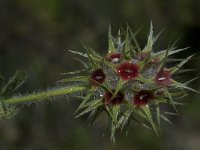 Trifolium stellatum 22, Saxifraga-Willem van Kruijsbergen