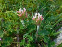 Trifolium stellatum 24, Saxifraga-Ed Stikvoort