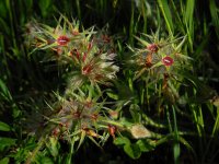 Trifolium stellatum 25, Saxifraga-Ed Stikvoort