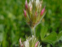 Trifolium stellatum 26, Saxifraga-Ed Stikvoort