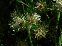 Trifolium stellatum 27, Saxifraga-Ed Stikvoort