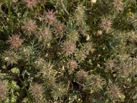 Trifolium stellatum 3, Saxifraga-Jan van der Straaten