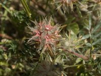 Trifolium stellatum 4, Saxifraga-Jan van der Straaten