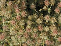 Trifolium stellatum 6, Saxifraga-Jan van der Straaten