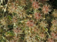 Trifolium stellatum 7, Saxifraga-Jan van der Straaten