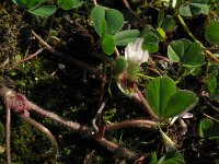 Trifolium subterraneum, Subterranean Clover