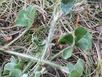 Trifolium subterraneum 25, Onderaardse klaver, Saxifraga-Rutger Barendse