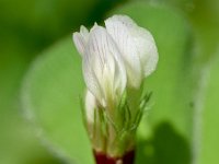 Trifolium subterraneum 3, Onderaardse klaver, Saxifraga-Sonja Bouwman  1051. Onderaardse klaver - Trifolium subterraneum - Fabaceae familie (i) Overloon