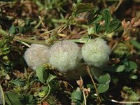Trifolium tomentosum, Woolly Trefoil