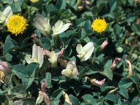 Trifolium uniflorum 14, Saxifraga-Jan van der Straaten