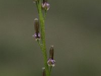 Triglochin palustris 2, Moeraszoutgras, Saxifraga-Peter Meininger