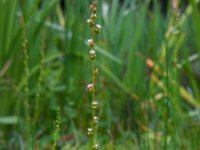 Triglochin palustris 5, Moeraszoutgras, Saxifraga-Ed Stikvoort