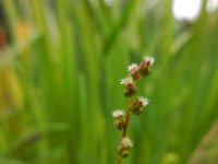 Triglochin palustris 6, Moeraszoutgras, Saxifraga-Ed Stikvoort