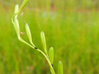 Triglochin palustris 7, Moeraszoutgras, Saxifraga-Rutger Barendse