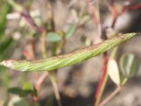 Trigonella caelesyriaca 2, Saxifraga-Rutger Barendse