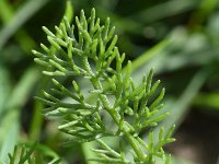 Tripleurospermum maritimum 20, Reukloze kamille, Saxifraga-Sonja Bouwman