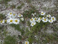 Tripleurospermum maritimum 22, Reukeloze kamille, Saxifraga-Willem van Kruijsbergen