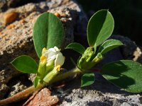 Tripodion tetraphyllum 10, Saxifraga-Ed Stikvoort