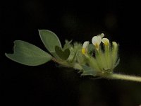 Tripodion tetraphyllum 2, Saxifraga-Jan van der Straaten