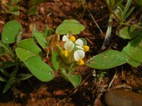 Tripodion tetraphyllum 9, Saxifraga-Ed Stikvoort