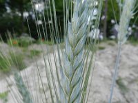 Triticum aestivum 3, Tarwe, Saxifraga-Rutger Barendse