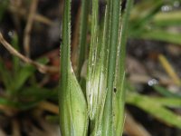 Triticum aestivum 4, Tarwe, Saxifraga-Rutger Barendse