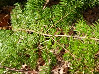 Tsuga heterophylla 10, Westelijke hemlockspar, Saxifraga-Rutger Barendse