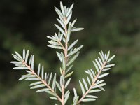 Tsuga heterophylla 3, Westelijke hemlockspar, Saxifraga-Peter Meininger