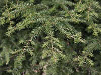 Tsuga heterophylla 4, Westelijke hemlockspar, Saxifraga-Peter Meininger