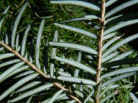 Tsuga heterophylla 5, Westelijke hemlockspar, Saxifraga-Rutger Barendse
