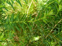 Tsuga heterophylla 7, Westelijke hemlockspar, Saxifraga-Rutger Barendse