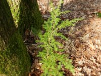Tsuga heterophylla 9, Westelijke hemlockspar, Saxifraga-Rutger Barendse