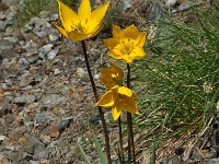 Tulipa australis 5, Saxifraga-Harry Jans