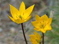 Tulipa australis 6, Saxifraga-Harry Jans