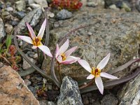 Tulipa cretica 10, Saxifraga-Harry Jans