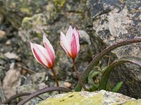 Tulipa cretica 11, Saxifraga-Harry Jans