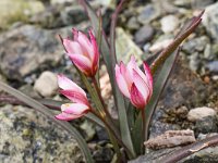 Tulipa cretica 12, Saxifraga-Harry Jans