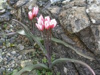 Tulipa cretica 13, Saxifraga-Harry Jans